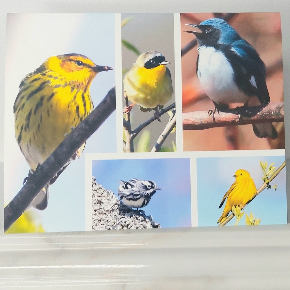 Early Spring Jays & Company Matte Finish 4.25" x 5.5" Blank Photo Note Card